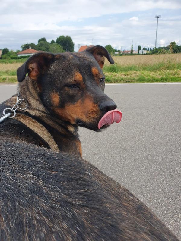 Tiglio delicato cucciolotto mix Rott, ipovedente a un occhio Foto 7